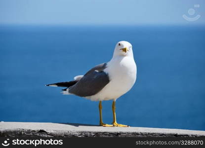 sea bird seagull. nature closeup