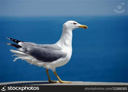 sea bird seagull. nature closeup