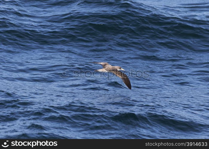 Sea birds flying over the ocean surface.