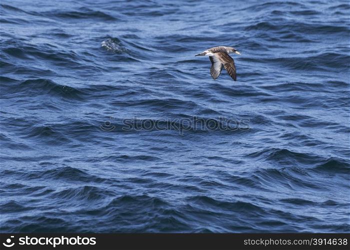 Sea birds flying over the ocean surface.