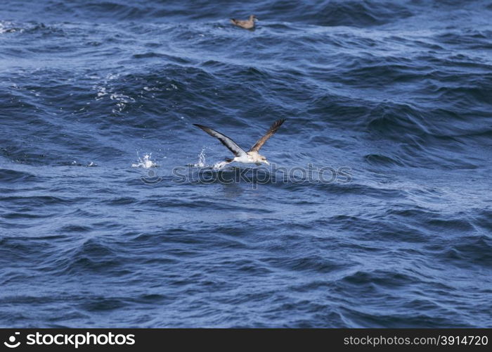 Sea birds flying over the ocean surface.