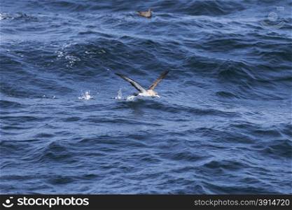 Sea birds flying over the ocean surface.