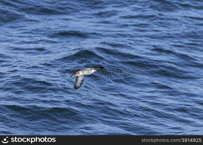 Sea birds flying over the ocean surface.