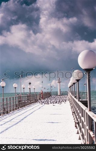 Sea birds sitting on pier. winter beach. Winter scene in Sochi, Adler. Russia
