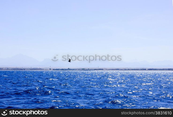 Sea Blue Water background. Seagull flying near the Ship.