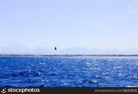 Sea Blue Water background. Seagull flying near the Ship.