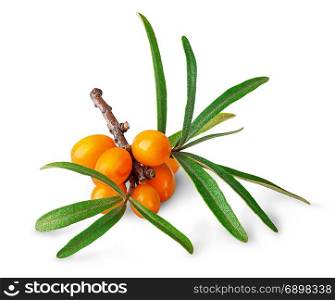 Sea buckthorn. Fresh ripe berries with leaves isolated on white background.. Seabuckthorn berries with leaves