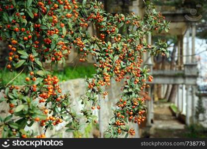 Sea buckthorn with red berries