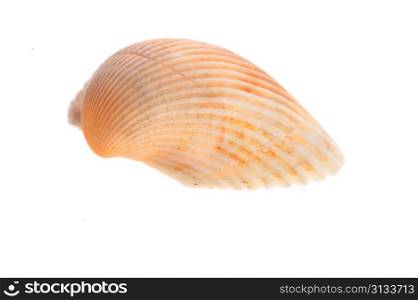 sea cockleshell lies on white surface