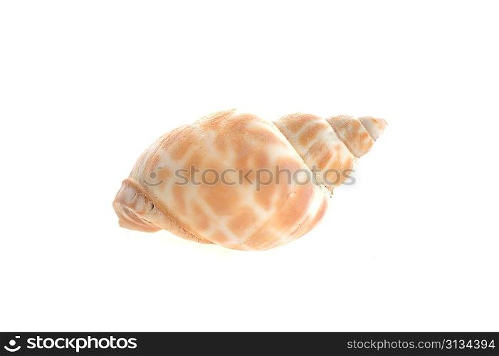 sea cockleshell lies on white surface