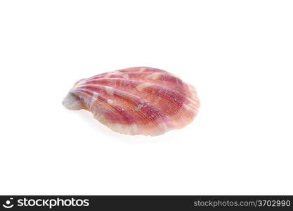 sea cockleshell lies on white surface