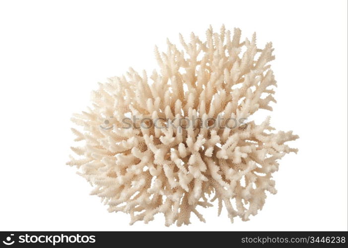 sea coral isolated on white background