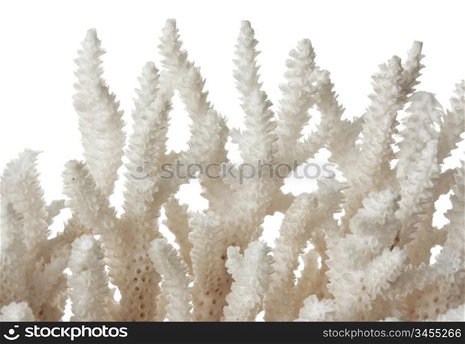 sea coral isolated on white background