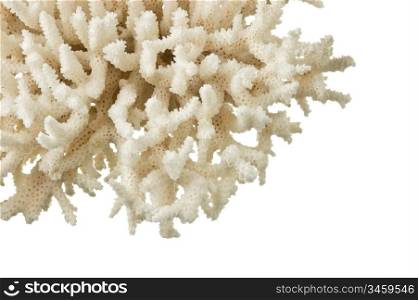 sea coral isolated on white background
