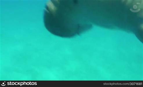 Sea-cow or dugong coming up from the water and then swimming to the ground. Sea world and its animals