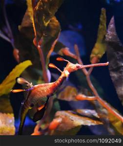 Sea dragon seahorse swimming underwater ocean