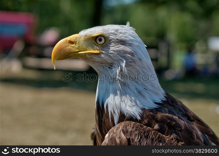 Sea eagle close up with bluury background
