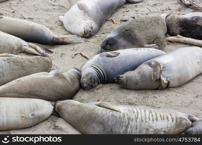 Sea elephant. Pretty relaxing sea elephants in the beach, California, USA