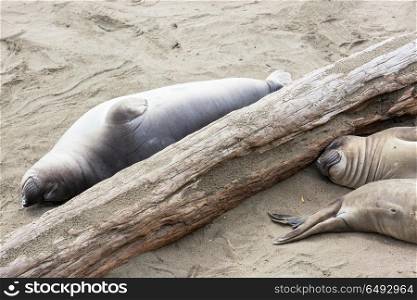 Sea elephant. Pretty relaxing sea elephants in the beach, California, USA