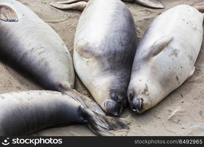 Sea elephant. Pretty relaxing sea elephants in the beach, California, USA