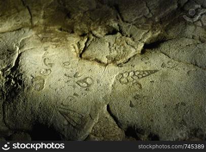 Sea fossils, Arwah Cave, Cherrapunjee, Meghalaya, India.. Sea fossils, Arwah Cave, Cherrapunjee, Meghalaya, India