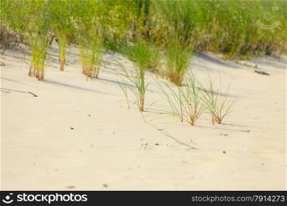Sea grass on the coast dunes of the Baltic Sea. Sandy beach in summer. Copy space