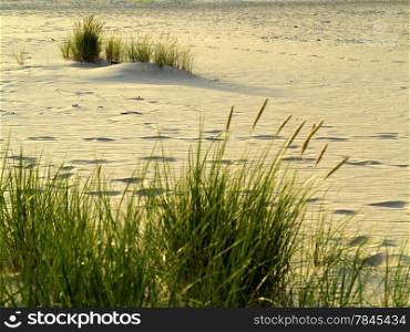 Sea grass on the coast of the Baltic Sea. Sandy beach in summer
