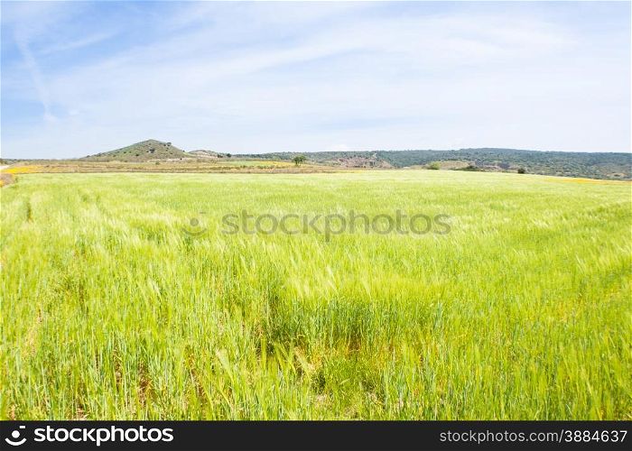 sea green wheat. In front of a field of wheat, seem like a green sea