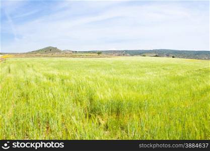 sea green wheat. In front of a field of wheat, seem like a green sea
