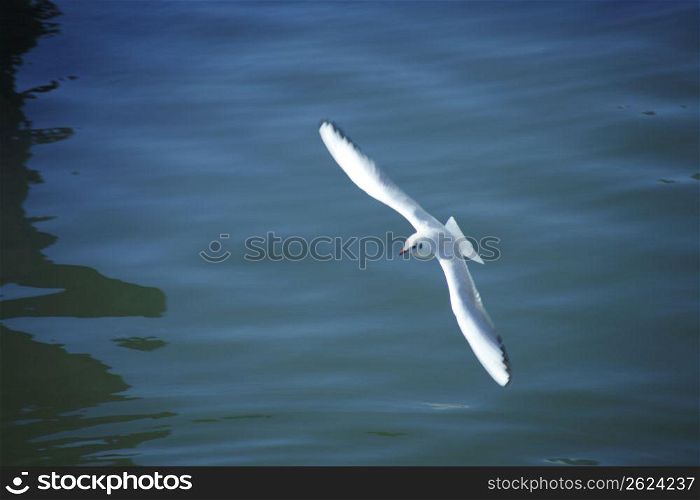 Sea gull