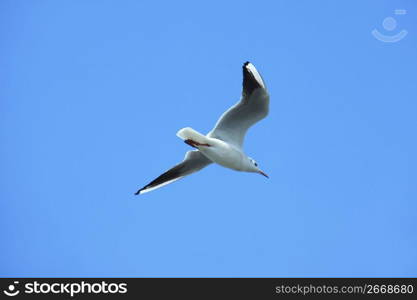 Sea gull