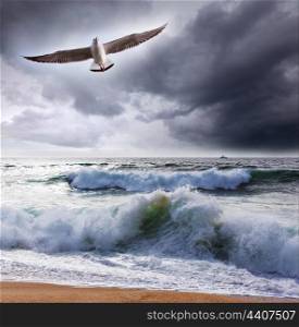 Sea gull and waves