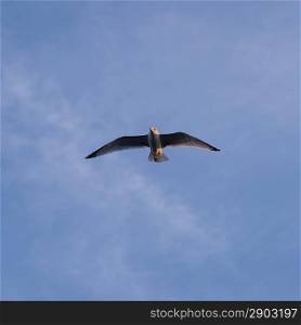 Sea Gull flying in sky, Lake of the Woods, Ontario, Canada