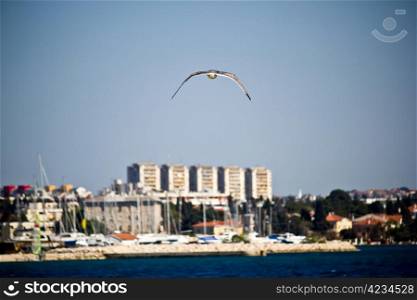 Sea gull flying near Zadar, Dalmatia, Croatia