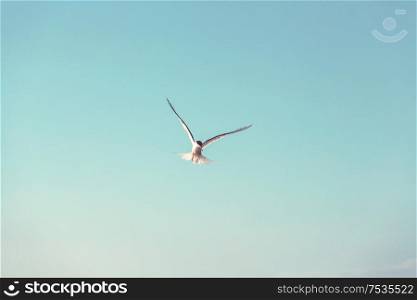 Sea gull on blue background