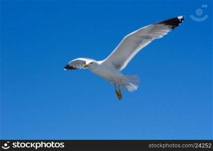 Sea gulls in sky