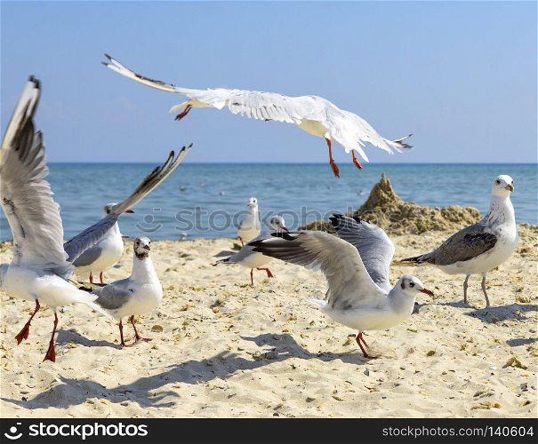 sea gulls on the beach in a summer sunny day, Ukraine village Lazurnoe