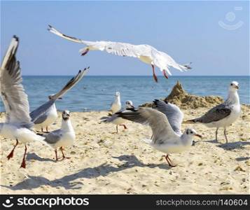 sea gulls on the beach in a summer sunny day, Ukraine village Lazurnoe
