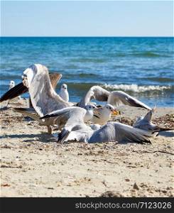 sea gulls on the beach in a summer sunny day, Ukraine village Lazurnoe, Jarylgach Island