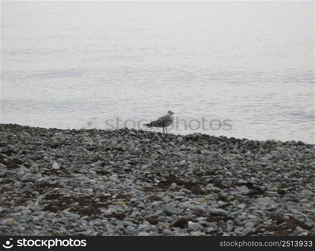 Sea gulls on the seashore