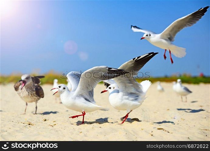 Sea gulls walk and wave their wings along the sandy shore on a summer day