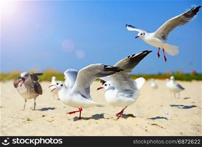 Sea gulls walk and wave their wings along the sandy shore on a summer day