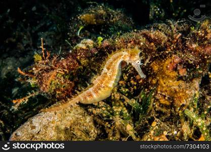 Sea horse in the Red Sea Colorful and beautiful