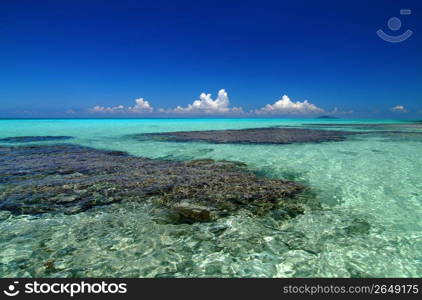 Sea in coral reef