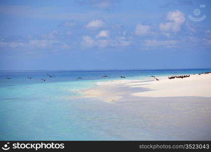 sea landscape blue water and reef