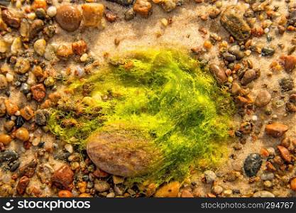 sea lettuce, alga, on a beach of the Baltic sea