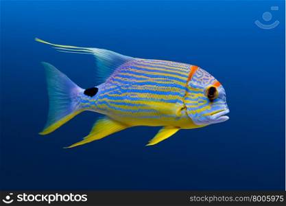 Sea life: exotic tropical coral reef fish, sailfin snapper (Symphorichthys spilurus) on natural blue background