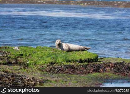 Sea lion in Inishmore, Aran Islands, Ireland