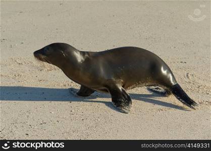 Sea lion on the beach, Punta Suarez, Espanola Island, Galapagos Islands, Ecuador