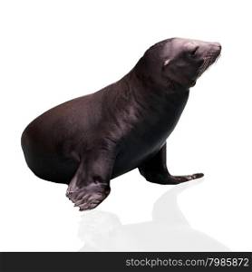 Sea Lion. Seal. Sea Lion isolated on white